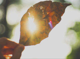 The Will of God The will of God - sun ray
